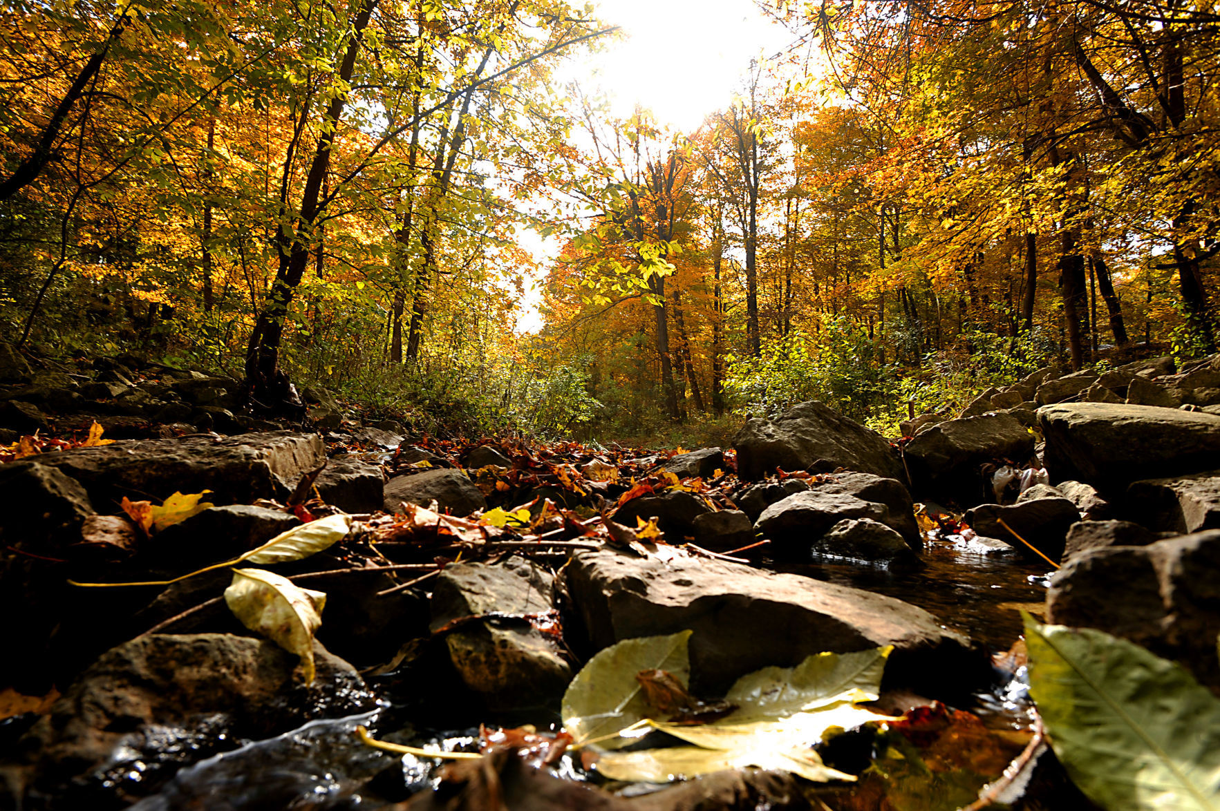 The colors of Maple Grove Park